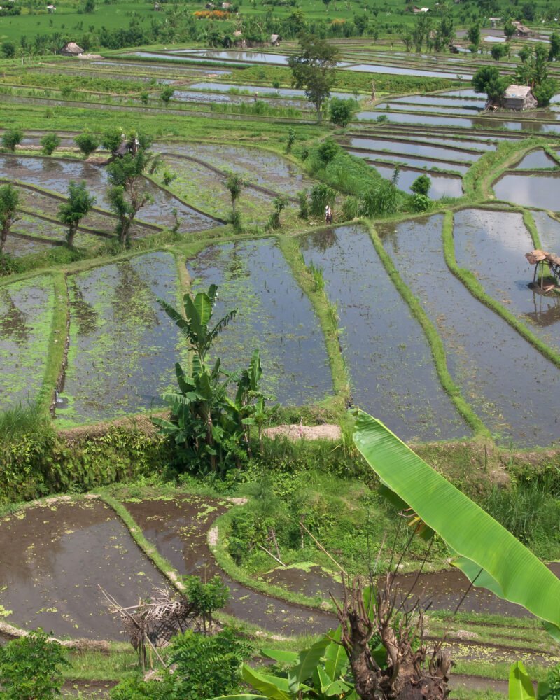 Retret Sunyi di Tengah Sawah
