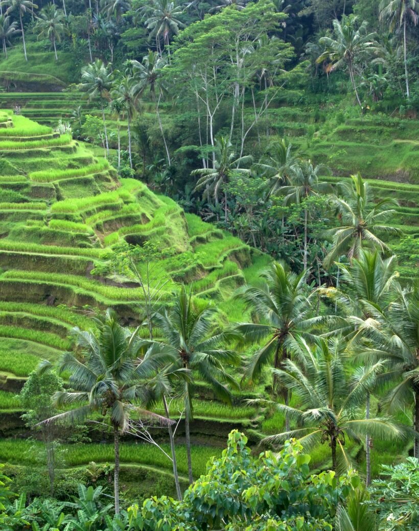 Bali Ubud & Pantai Selatan 5D4N