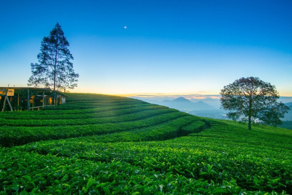 Kebun Teh