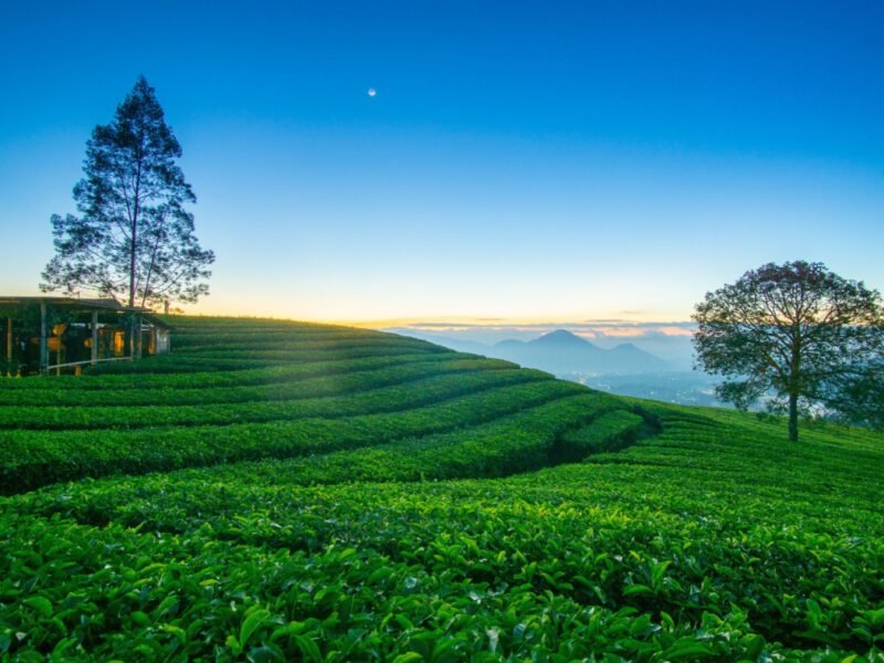 Kebun Teh
